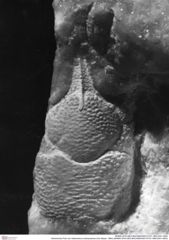 Historisches Foto von Gastrodorus neuhausense (Von Meyer, 1864) (NHMW-AFW-GEO-BACHMAYER-FOTO-1990-0041-4903)